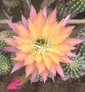 超级杏 毛花柱 仙人球 无根侧芽 包对版 大棚直售 8km园艺精品