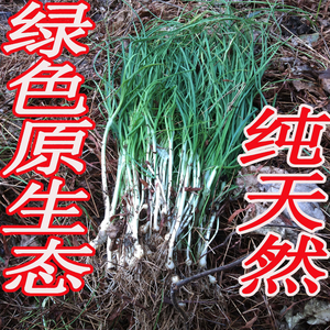 现挖新鲜野生野葱野乔头拌菜炒菜根蒜独根蒜小葱荞葱新鲜时令