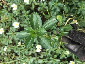 新鲜过塘蛇 野生过江龙过江藤鱼鳔草水盖菜假蕹菜 500g包邮
