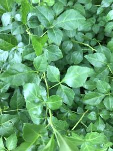 33雪壮农业淘宝老广的味道品味江门柠檬簕菜茶勒菜特产降2粒试饮高