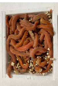 活沙蚕青虫海蚯蚓海蜈蚣海蚂蝗 红沙蚕鲈鱼 海钓鱼饵料活饵发顺丰