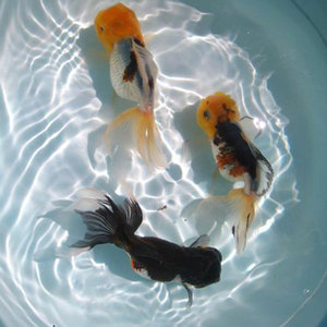 黑国狮金鱼狮子头三色国狮玉顶好养的混搭小冷水淡水金鱼