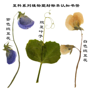 春分植物标本豆科豌豆花枝叶自然塑胶书签学生认知卡教具新款促销