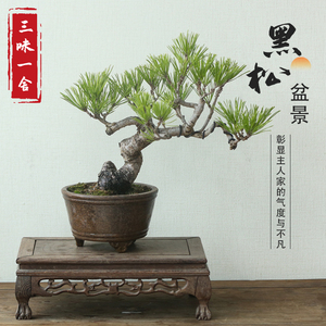 实拍日本黑松盆景新款造型松树小品盆栽爆皮老桩庭院阳台绿植直销
