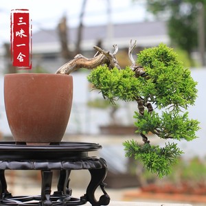日本黄金真柏盆景新款悬崖造型小品盆栽桌面摆件老桩绿植实拍包邮