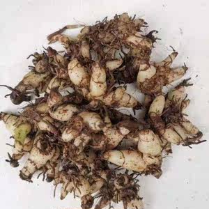 贵州野生中药材白芨 新鲜草药白及野山小白鸡药用百级500g克包邮