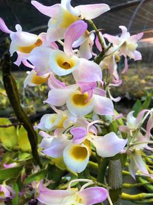 个体花色 粉花黄喉石斛 粉花彩喉 名贵品种