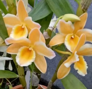 日本金钻戒黄钻戒春石斛 高端品种