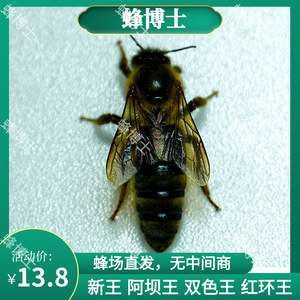 中蜂蜂王开产王活体优质双色杂交阿坝红环广西本地土蜂处女王包邮