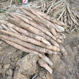 广西淮山药山薯正宗广西玉林陆川淮山广西山药广西山薯现挖现发