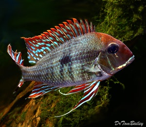 红头力关刀红珍珠美洲慈鲷食土热带观赏鱼活体