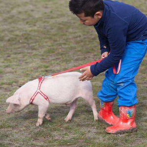 宠物猪小香猪牵引绳荷兰猪用茶杯猪遛猪绳子绑猪绳狗狗牵引绳狗绳