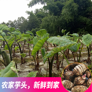 芋头新鲜小芋头四川