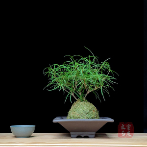 良室艺友新款吸甲醛盆苔藓球小盆栽植物柳叶麒麟茶台桌面书房玄关