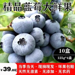 天然野生新鲜当季蓝莓大鲜果蓝莓水果桑椹鲜果辅食现摘现发500g