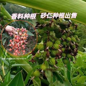 盆栽地栽香料果树 砂仁种根 草果豆蔻艳山姜佐料调料树种苗