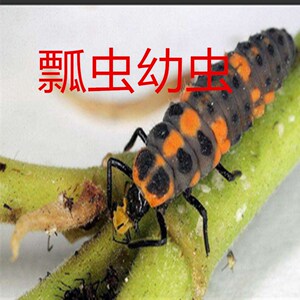 七星瓢虫异色多星瓢虫卵幼虫成虫活体宠物包活专吃蚜虫等花草害虫