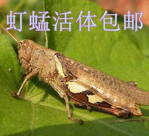 养殖大号提性增膘虰蜢花腿蚂蚱蝗虫蚱蜢胡峰食四龄爬虫龟活新鲜黄