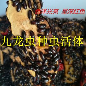 九龙虫幼虫