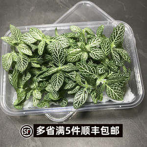 网纹叶新鲜网纹草西餐酒店冷艺摆盘叶片点缀装饰叶子花草 1盒/件