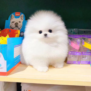 t_1489381450703_0461淘宝纯种博美犬幼犬活体长不大俊介家养茶杯