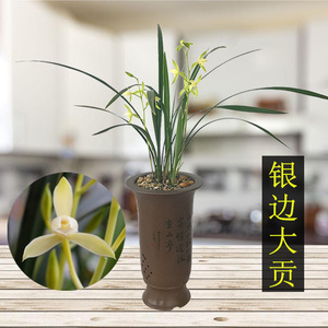 兰花银边大贡兰花苗建兰四季兰老种素心银边大贡易开花易养活盆栽