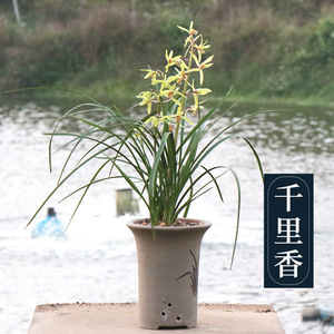 兰花 千里香  浓香蕙兰 兰花苗 室内客厅办公室绿植花卉