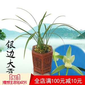 银边大贡兰花