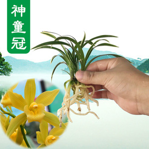金边矮种兰花
