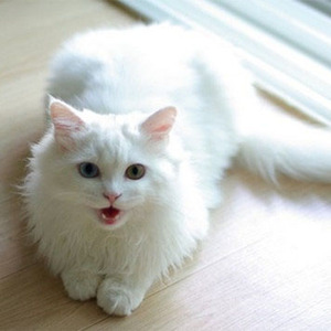 梁宇航20090316淘宝山东临清狮子猫鸳鸯眼蓝眼纯白异