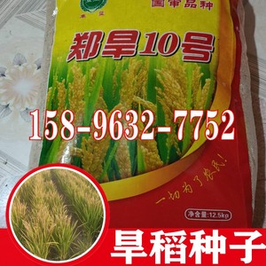 旱稻种子郑旱10号水稻常规稻谷种籽高产优质抗倒种子亩产千斤现货