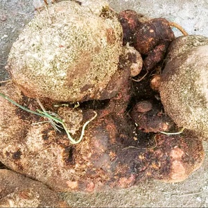 云南深山野生罗锅底金龟莲蛇莲苦金盆雪胆鲜货500g大小随机发货