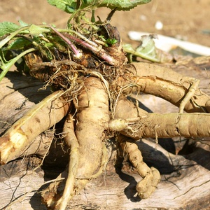 野生中药材川断续断和尚头苦小草鼓捶草山萝卜云南整株干货500g