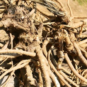 野生采挖数年老桩九眼独活大九股牛蜜油参云南整株500g自然风干货