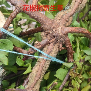 云南正宗野生寄生草核桃桑树板栗树花椒树梨树各类寄生500g干货