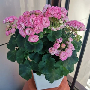 天竺葵 新品安娜珍尼特 预计三月发货