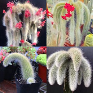 九尾狐多肉植物长毛猴尾柱室内阳台养绿植盆栽仙人掌花卉老桩好养