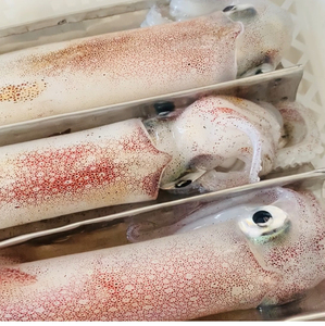 南澳本港新鲜手钓鲜活大鱿鱼 特大野生大管活冻火箭鱿500g刺身级