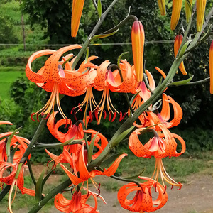 云南新鲜百合滇百合滋补药食农家自种新鲜现挖带芽可做种观赏食用