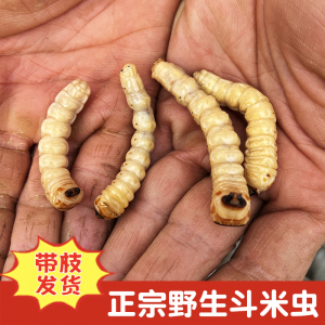 【野生斗米虫】野生斗米虫品牌,价格 - 阿里巴巴