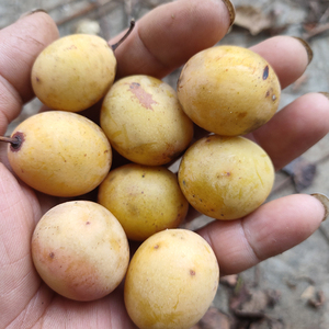 农村酸枣新鲜现摘五眼果青黄酸枣500g包邮广东粤北特产酸爽野水果