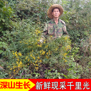 新鲜千里光九里光黄花草黄花母痱子宝宝洗澡500g包邮中草药
