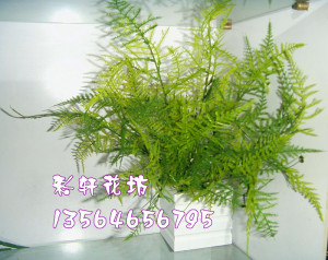 仿真文竹装饰多肉植物假花绿草小荷叶铜钱草绿植小草盆栽摆放植物