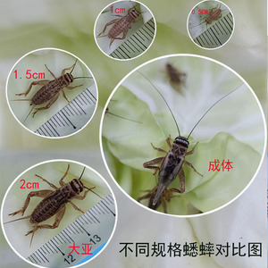 活食各种规格 蟋蟀白蛐蛐活虫体物鱼鸟饲料蜥蜴守宫蜘油葫芦包邮