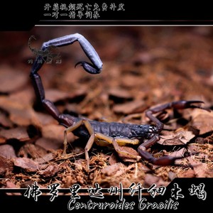 佛罗里达州纤细木蝎centruroides gracilis/佛州木蝎/佛木
