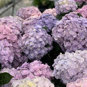 重瓣大花绣球 宝山 全店3棵包邮