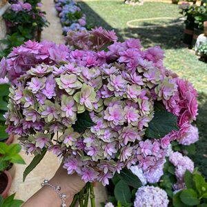 复古的腔调绣球