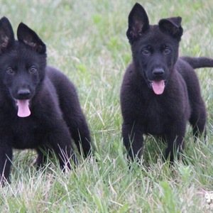 纯种东德犬幼犬出售纯黑色东德牧羊犬活体德牧犬幼犬纯黑色德牧犬