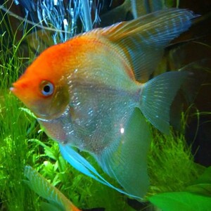 观赏鱼金顶神仙鱼苗燕鱼金鼎金头钻石墨燕苗神仙鱼渔场繁殖