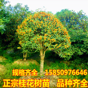 四季桂花树苗绿化